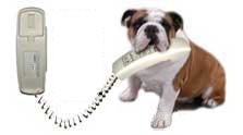 chien au tlphone